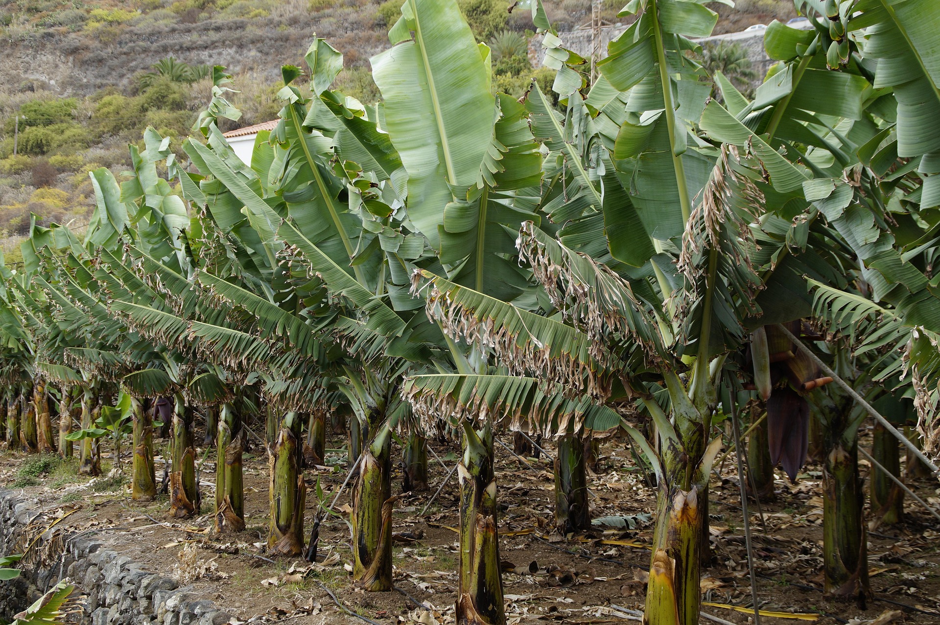 Iceland grows bananas with volcanic heat and glass domes