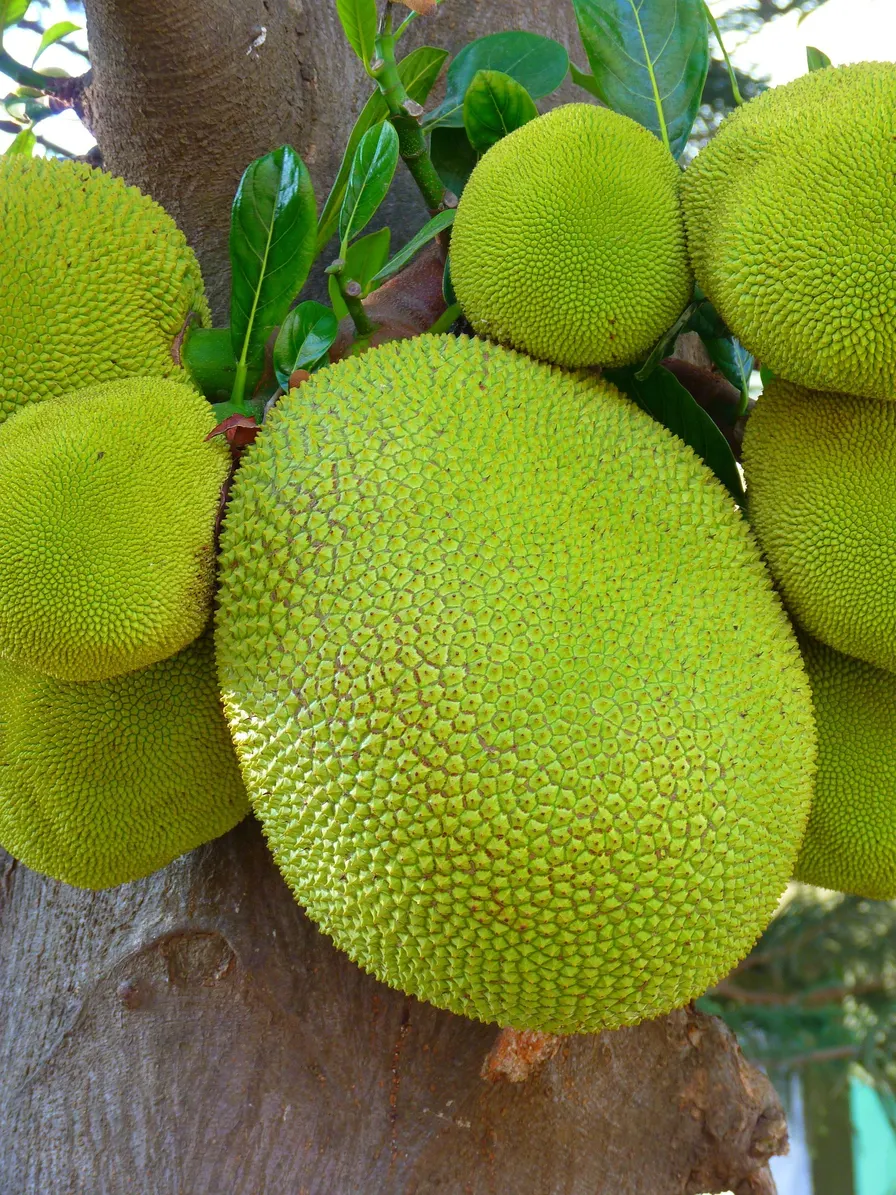 Jackfruit meal plan: high-fiber comfort food with tropical minerals