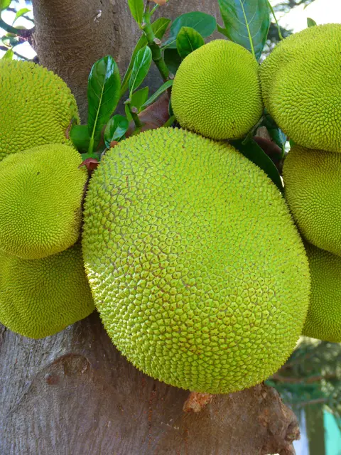 Jackfruit meal plan: high-fiber comfort food with tropical minerals