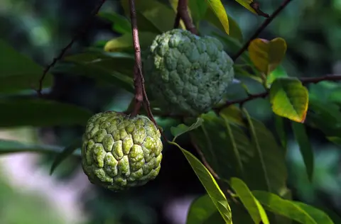 Sugar apple protocol: immune-calming sweetness for metabolic balance