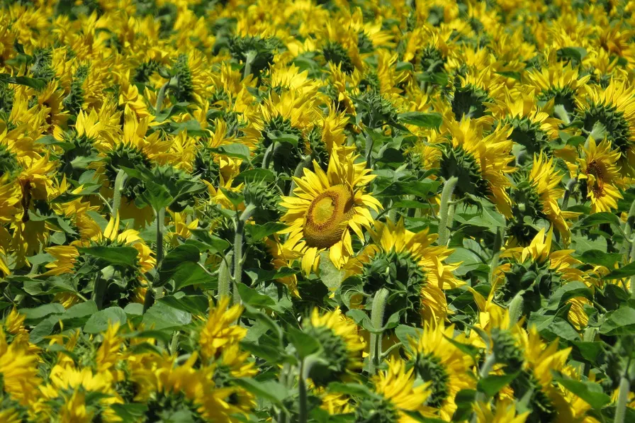 Sunflower microgreens pack salon-level vitamin E