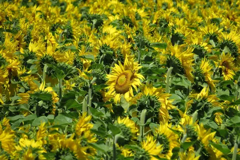 Sunflower microgreens pack salon-level vitamin E
